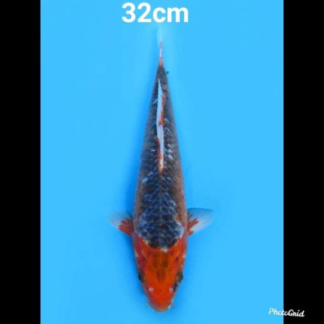 Asagi Merah , 32cm
