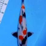 showa 35 M