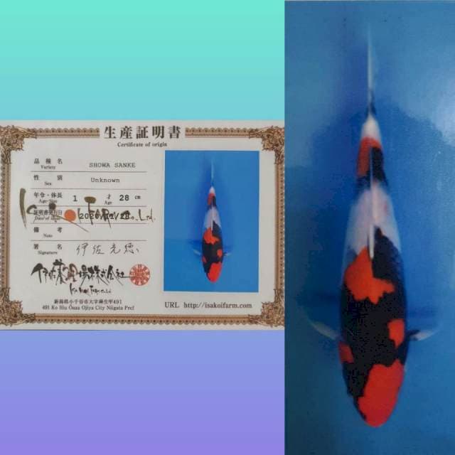 SHOWA ISA 29 CM , GOOD QUALITY