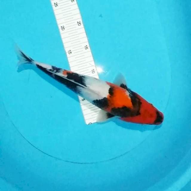 Showa 33cm