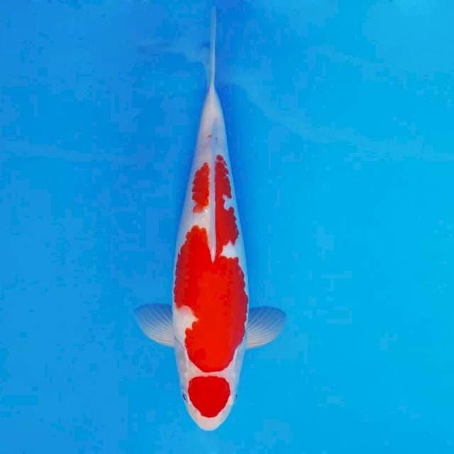 BANZAI 2 ~ KOHAKU BERPUNUK ™