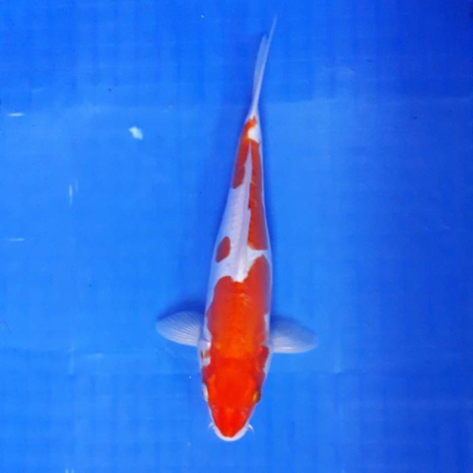 Kohaku Doitsu