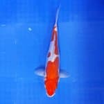 Kohaku Doitsu