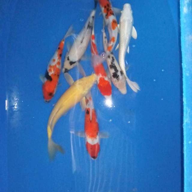 Mix koi 28.29.30.30.31.32.30.33