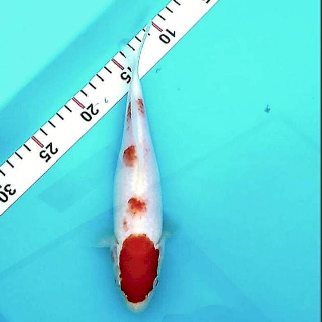 Original maruten kohaku
