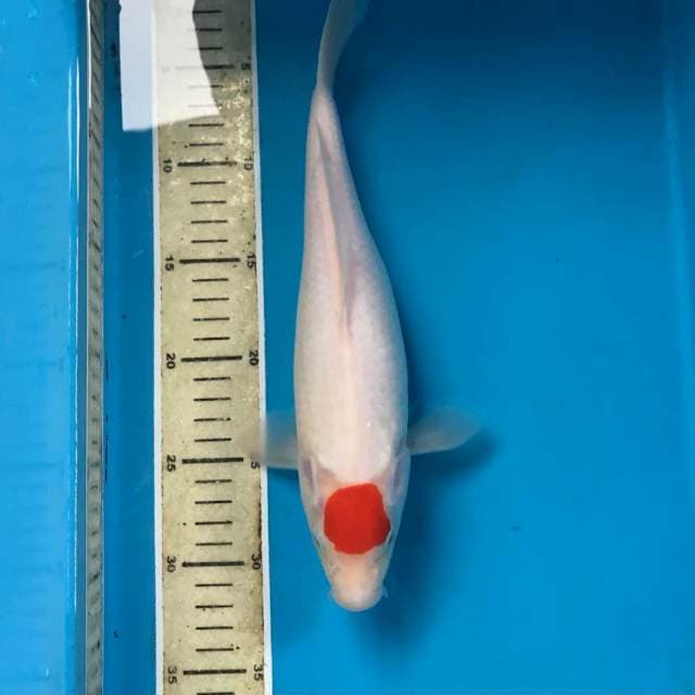 Tancho kohaku, 30cm