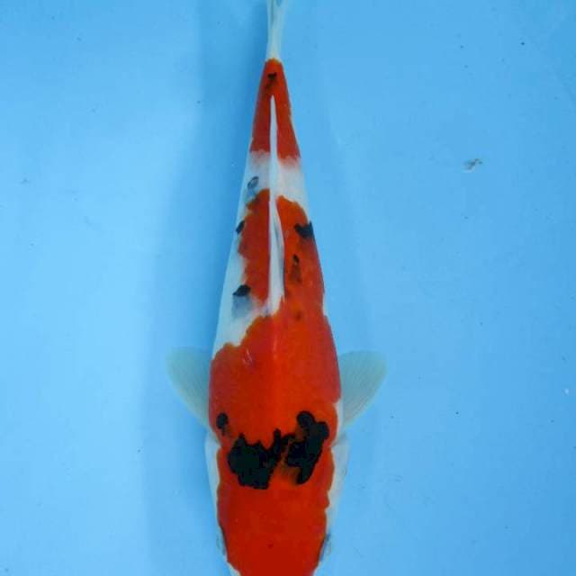 Dep Red - 30 cm Sanke
