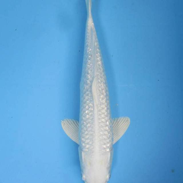 Ginrin Platinum - 35 cm