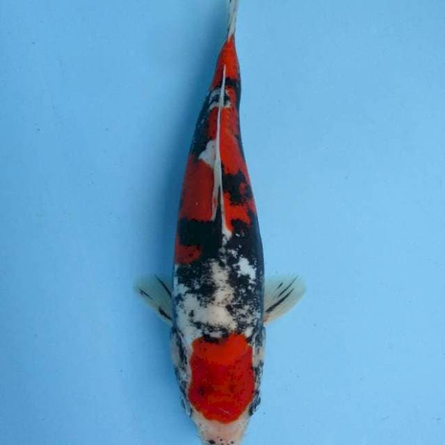Show Quality - Benikumon 27 cm