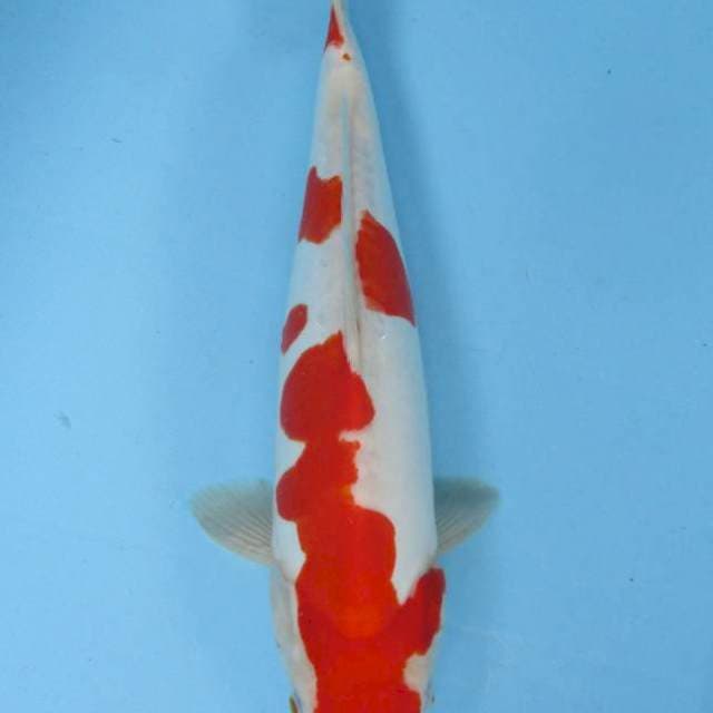 37 cm - Doitsu Kohaku