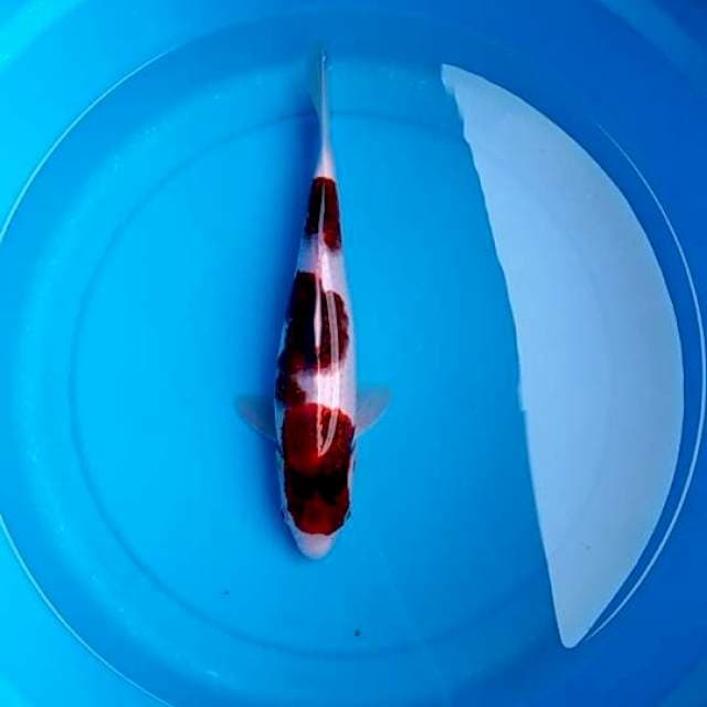 Goromo
