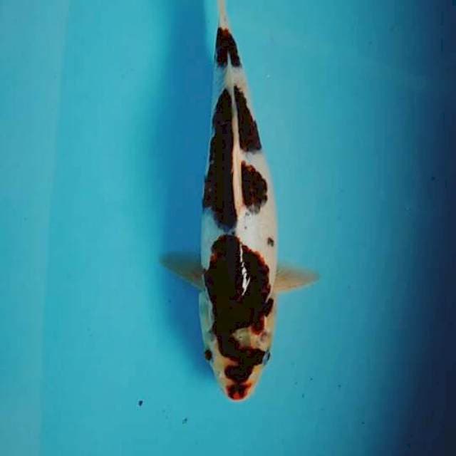 Goromo