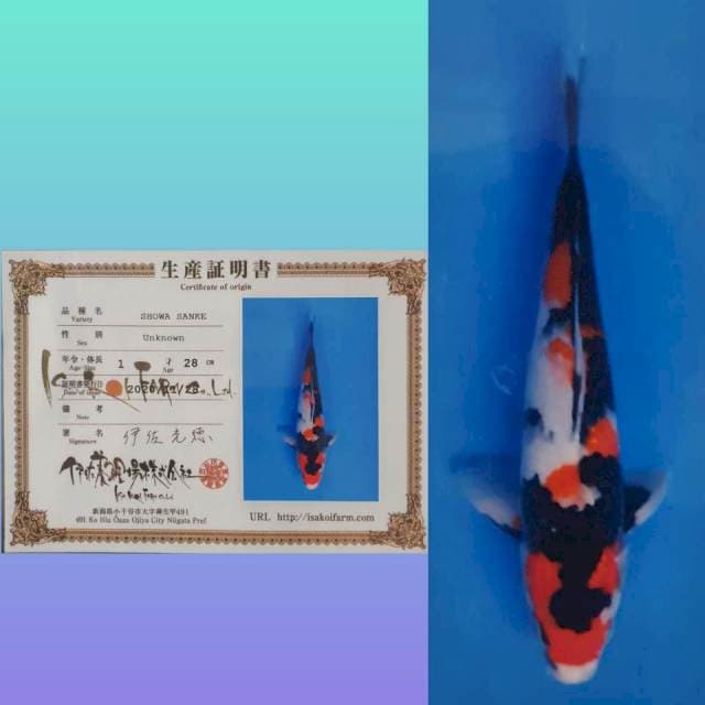 Showa ISA 29 cm , Strong
