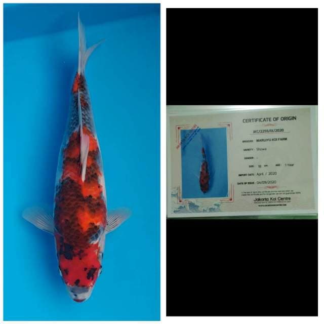 Marujyu Jumbo Tosai Showa