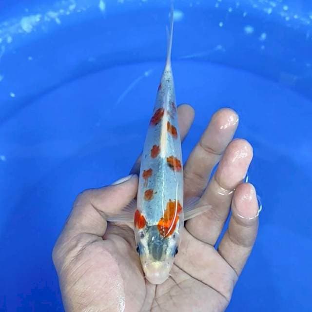 Goshiki / 17 cm 