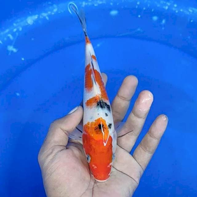 Sanke / 20 cm