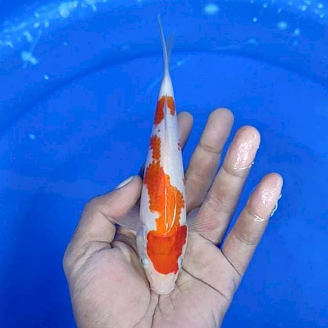 Kuhaku / 18 cm