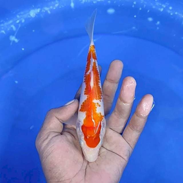 Kuhaku / 19 cm