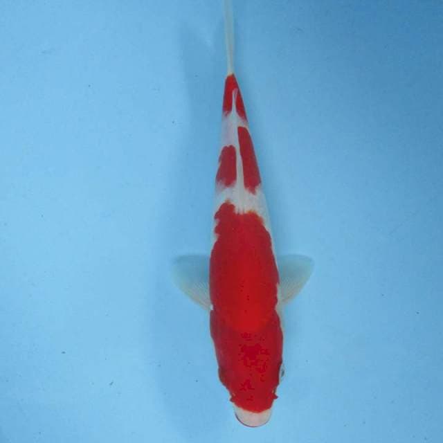 F1 - kohaku calon jumbo 21 cm