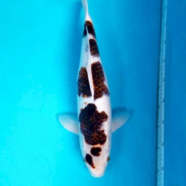 GOROMO 48 CM FEMALE