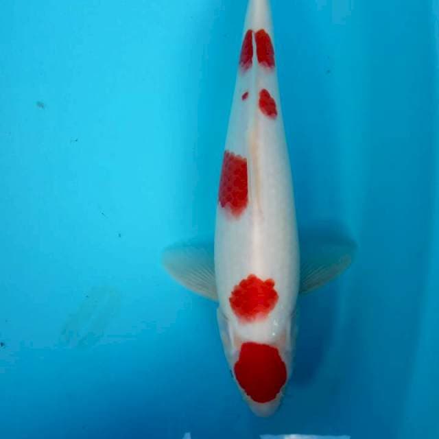 Kohaku jantan