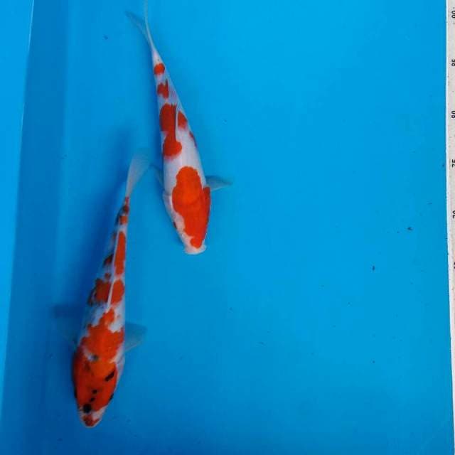 Mix kohaku showa tateghoi 2 ekor