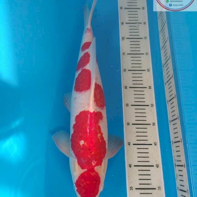 KOHAKU STRONG 53cm