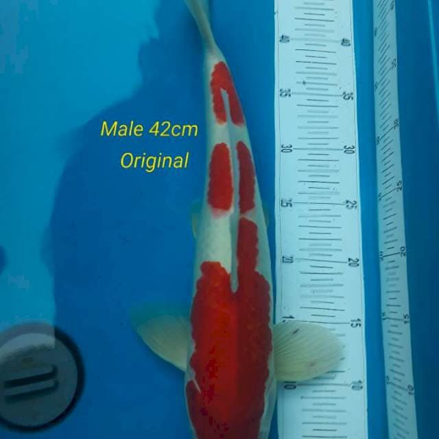 Kohaku super red original