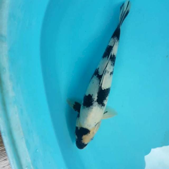 Shiro utsuri jantan