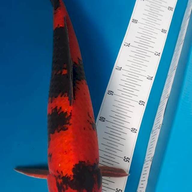 Hiutsuri f1 male 50cm