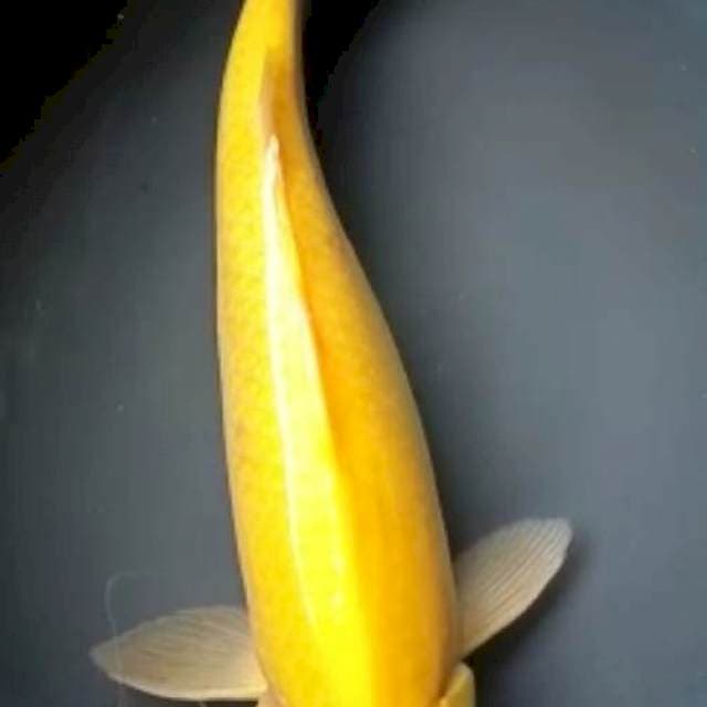 KARASHI JUMBO MATA MERAH 38 Cm, JANTAN