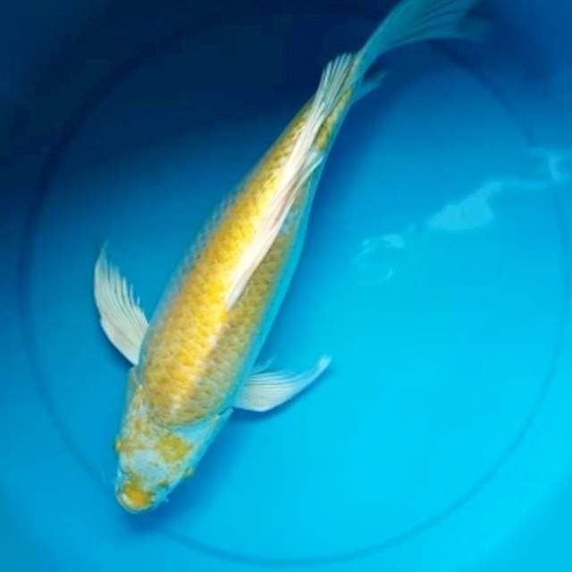 HARIWAKE KUMPAY BULKY 38 Cm