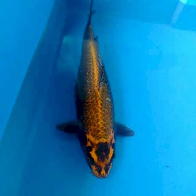 Jumbo tosai 