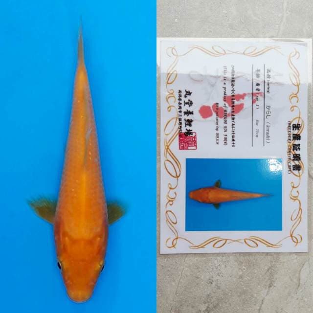 spesial red karashi 15cm serty