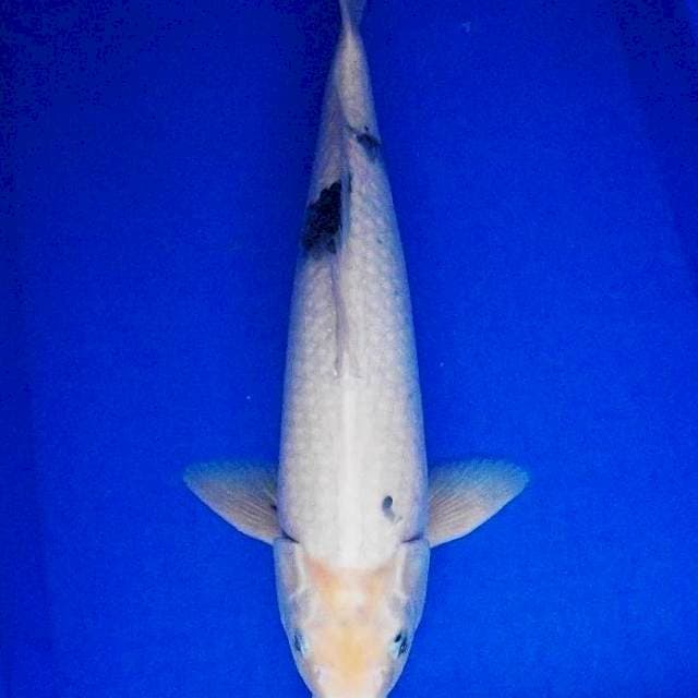 Shiro 47cm male