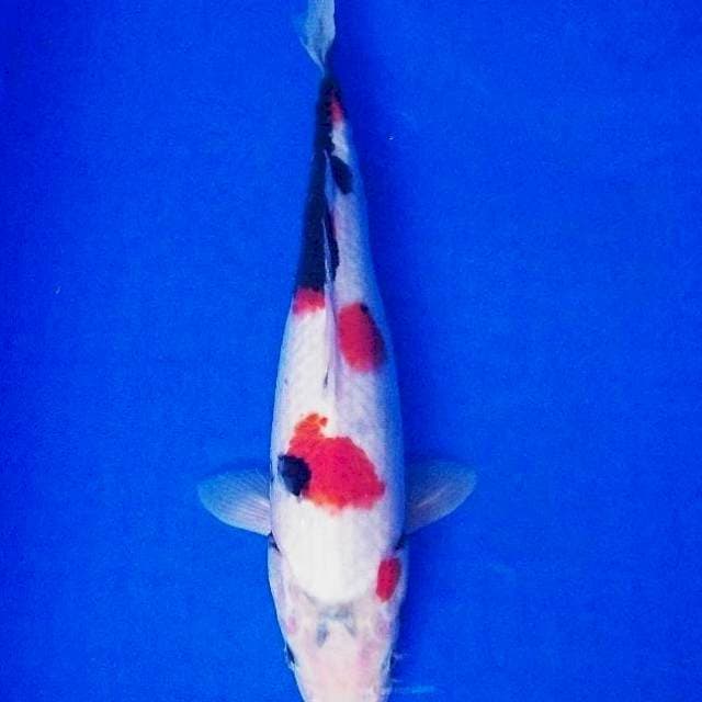 Showa 33cm