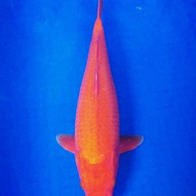Benigoi 43cm