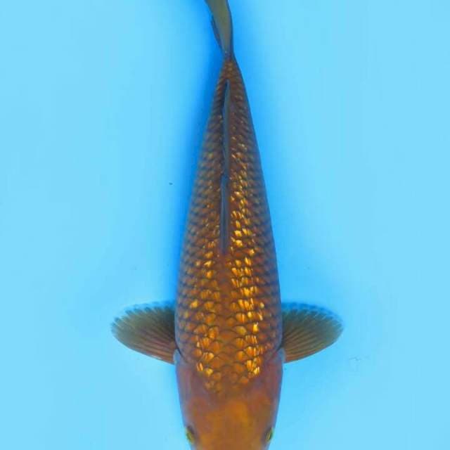 Chagin 37cm male