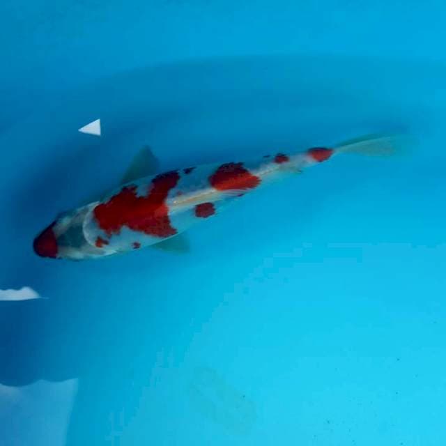 Ucibeni ghosiki