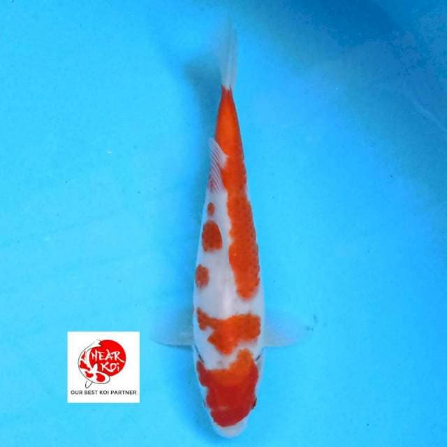 Kohaku 23 cm