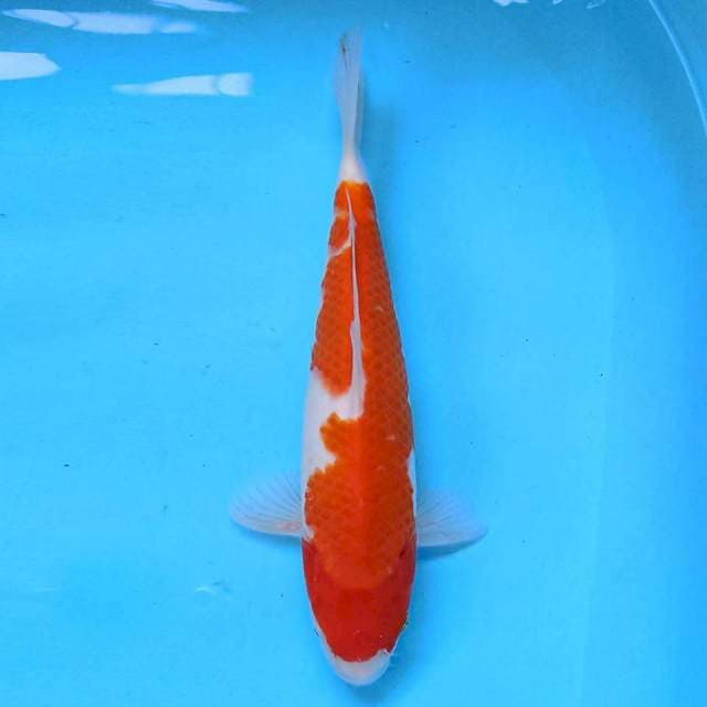 Kohaku 27 cm