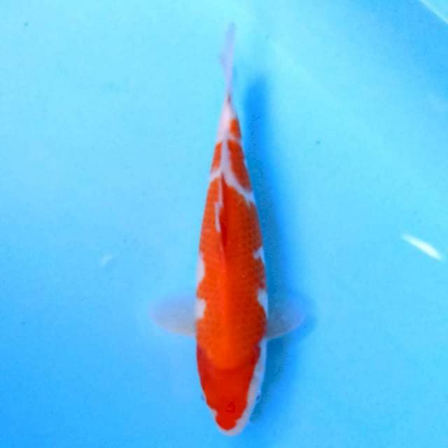 Kohaku 25 cm