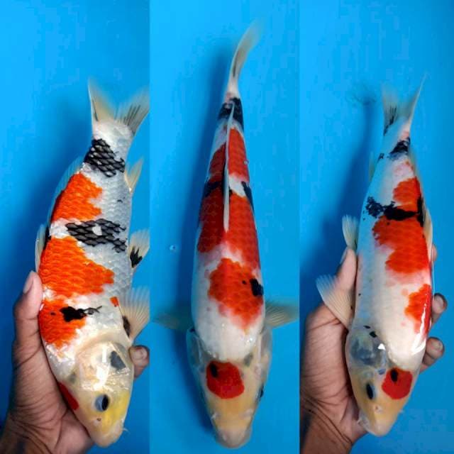 Showa 30 cm