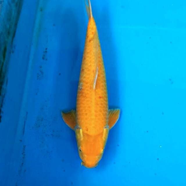 Karasi Akame Manggo 45 cm