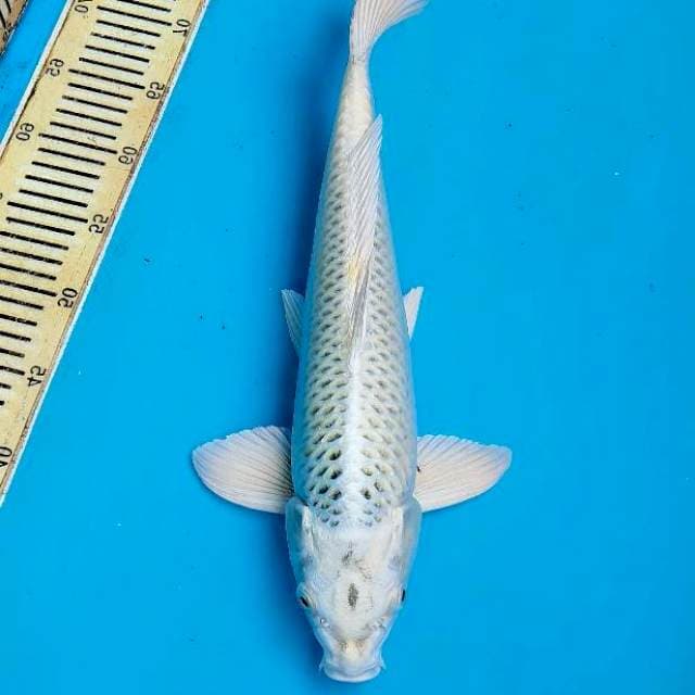 Mukashi Good Fukurin 45 cm