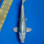 Mukashi Good Fukurin 45 cm
