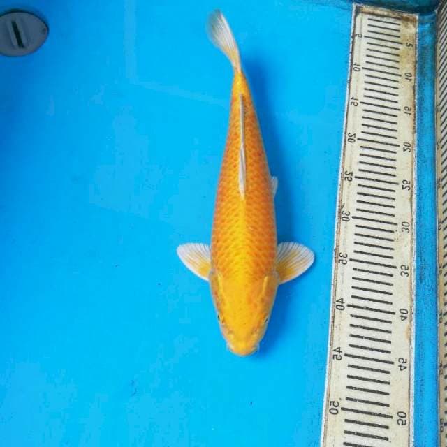 Yamabuki Ogon 40 cm