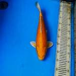 Yamabuki Ogon 40 cm