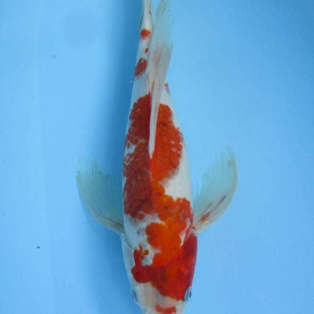 Kumpay ai Goromo ~38 cm