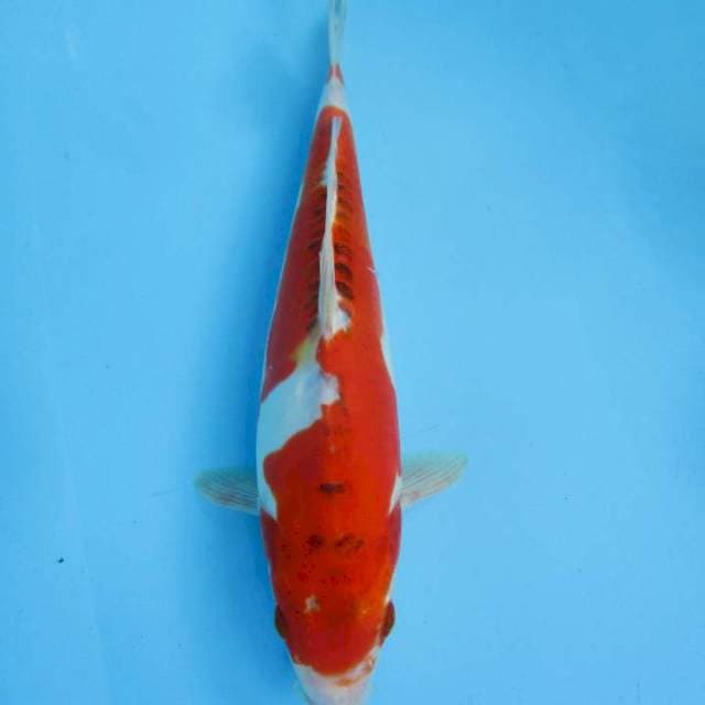 31 cm - Kujaku Doitsu